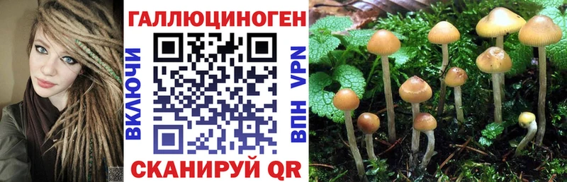 Галлюциногенные грибы Psilocybe Красково